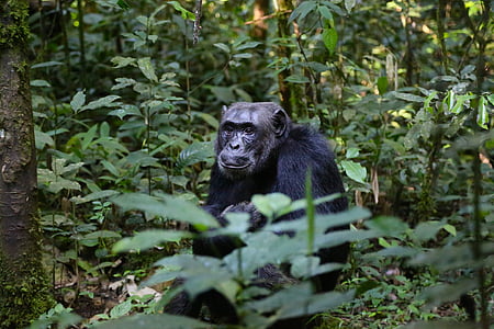 shallow focus photography of chimpanzee thumbnail