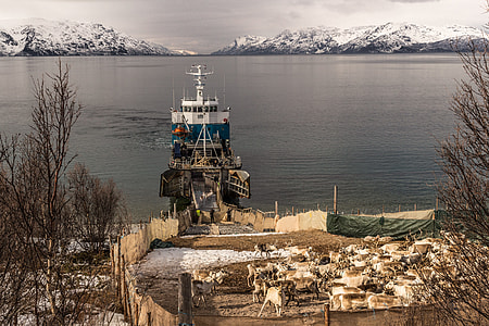 Reindeer, Transportation thumbnail