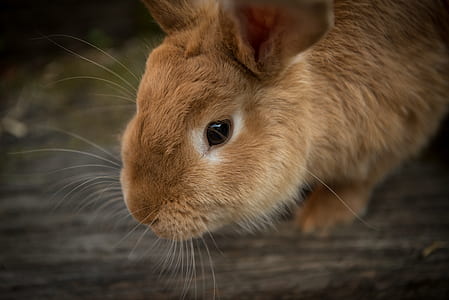 brown rabbit on top of rock thumbnail