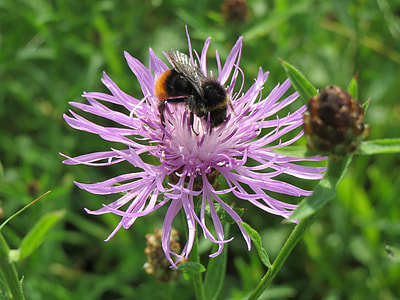 Centaurea Jacea, Brown Knapweed thumbnail