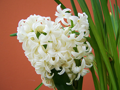 White Daffodil, Spring Flower thumbnail