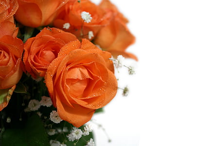orange petaled flowers thumbnail
