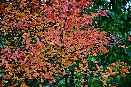 pink and orange leafed tree thumbnail