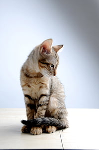 brown tabby cat sitting on the floor thumbnail