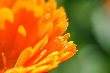 close-up photography of orange calendula flower thumbnail