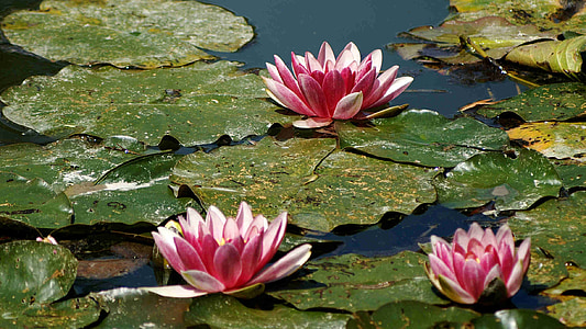purple lotus flowers thumbnail