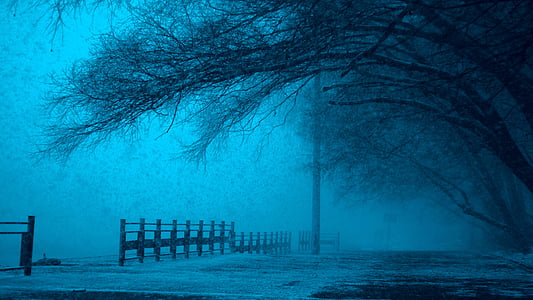 trees near wooden fence thumbnail