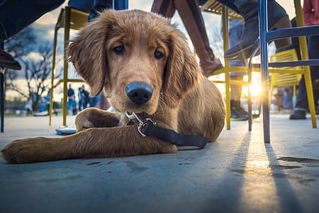 dark golden retriever puppy lying on ground at daytime thumbnail