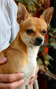 person holding tan chihuahua thumbnail