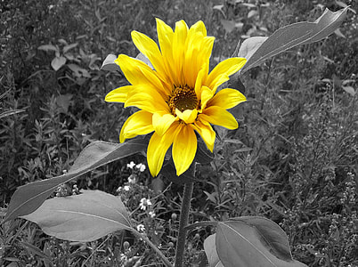 Sun Flower, Black And White thumbnail