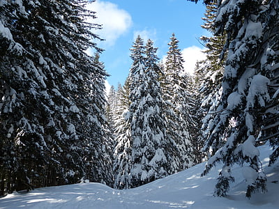 snow-covered pine trees thumbnail