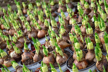 selective focus photography of onions with sprouts in white steel containers thumbnail