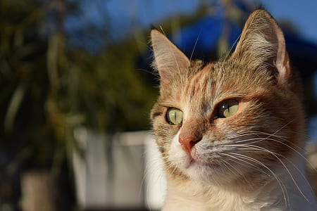 short-fur white and brown cat outdoor close-up photography thumbnail
