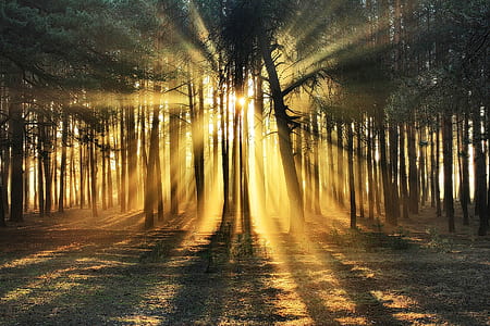 sunlight through trees thumbnail