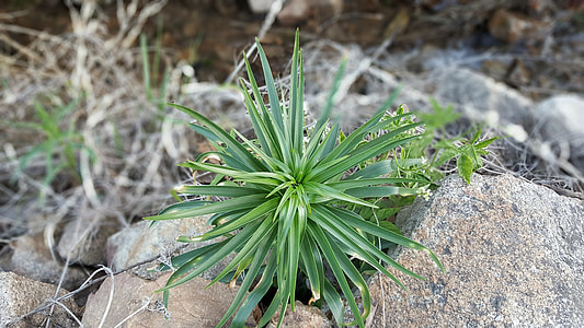 Brook Grass, Brightly Lit Mountain thumbnail