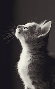 silver tabby kitten thumbnail