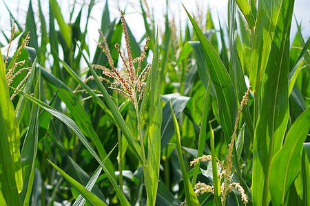 yellow wheat and green leaves at daytime thumbnail