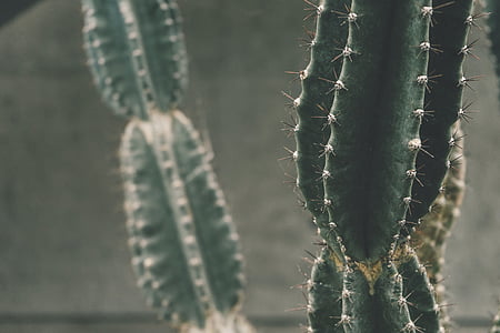 shallow focus photo of green cactus thumbnail