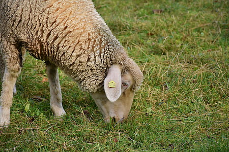 time lapse photography of lamb eating grass thumbnail