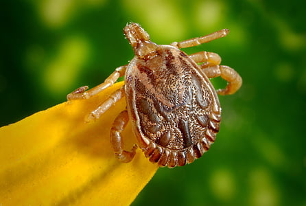 brown dog tick thumbnail