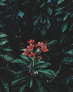 Photography of Red Flowers Near Leaves thumbnail