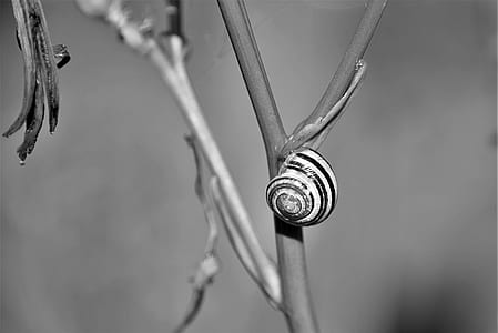 grayscale photo of snail thumbnail