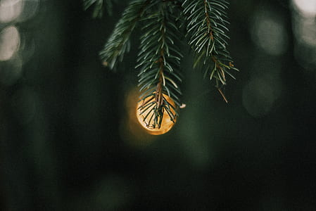 selective focus photo of pine tree leaf thumbnail