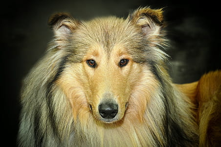 rough collie painting thumbnail