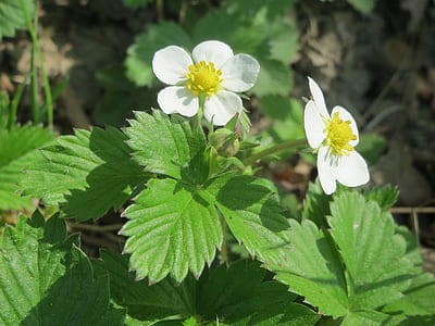 two white 5-petaled flowers blooming at daytime thumbnail