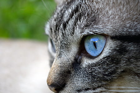 close up photo of gray cat thumbnail
