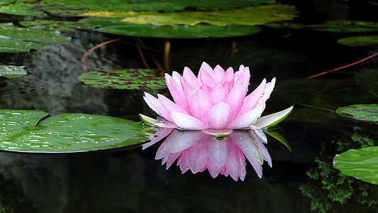 pink lotus flower on calm body of water thumbnail