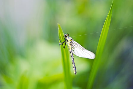 macro photography of dragonfly thumbnail