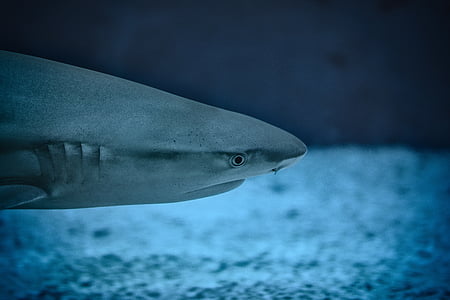 underwater photography of shark thumbnail