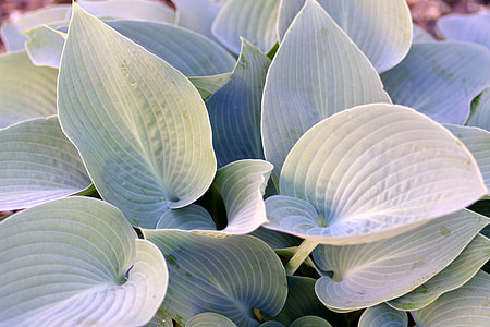 selective-focus photography of white leaf plant thumbnail
