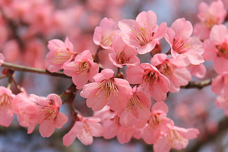 shallow focus photography of sakure tree thumbnail