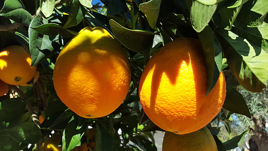 citrus fruit tree thumbnail