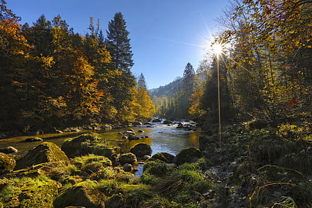 body of water between trees thumbnail