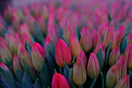 Bed of Pink Tulips Flower thumbnail