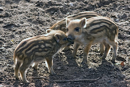 three hogs outdoors thumbnail