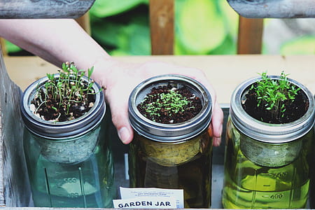 three clear glass plant containers thumbnail