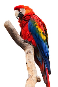 Ara chloropterus macaw thumbnail