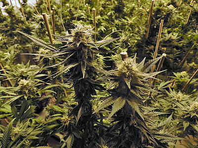 green cannabis thumbnail