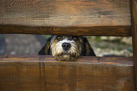 long-coated tan puppy peeping in between brown wooden fence thumbnail
