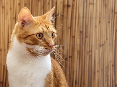 close up photo of tabby cat thumbnail