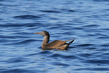 brown bird swimming on body of water thumbnail