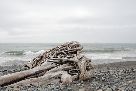 shallow focus photography of tree branch beside body of water thumbnail