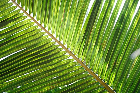 green palm leaf thumbnail