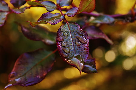 water dew on purple and green rose leaves thumbnail