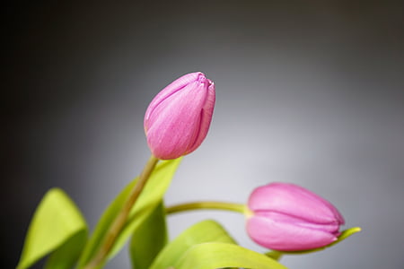 close up photography of pink tulips thumbnail