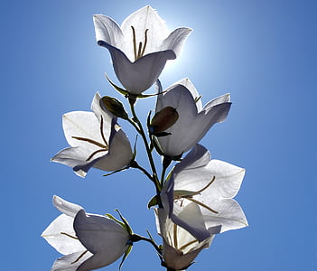 white petaled flowers thumbnail